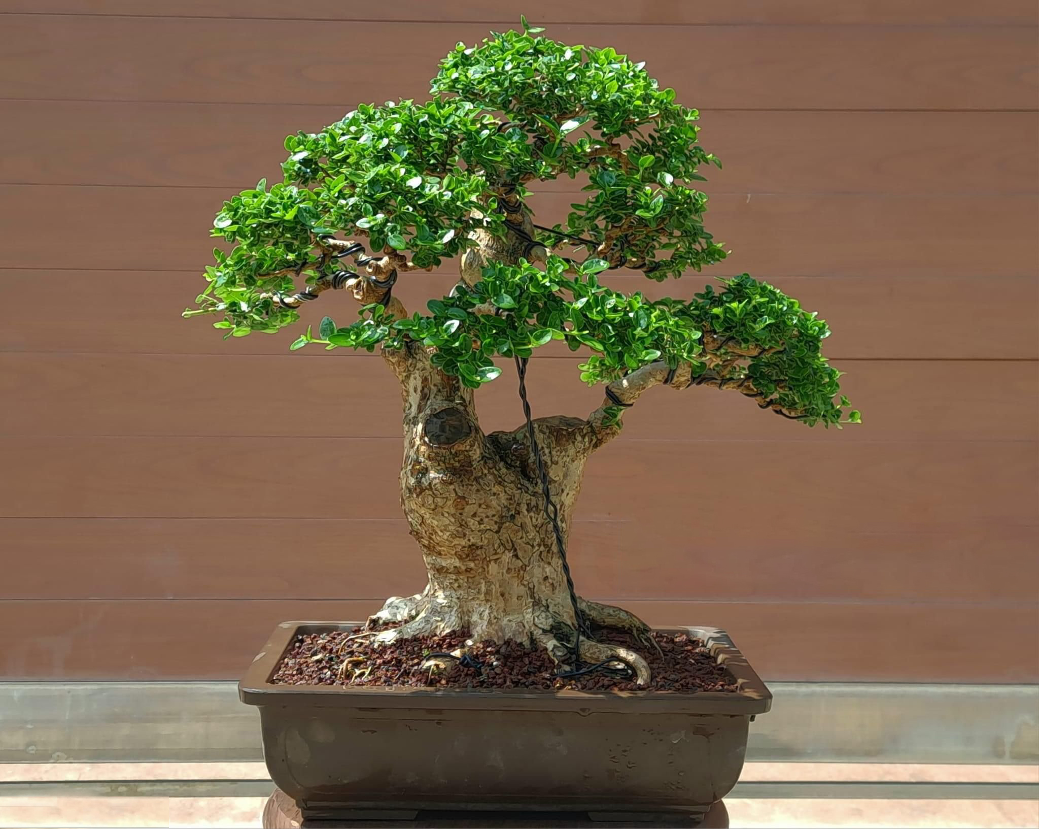 Bonsai 6